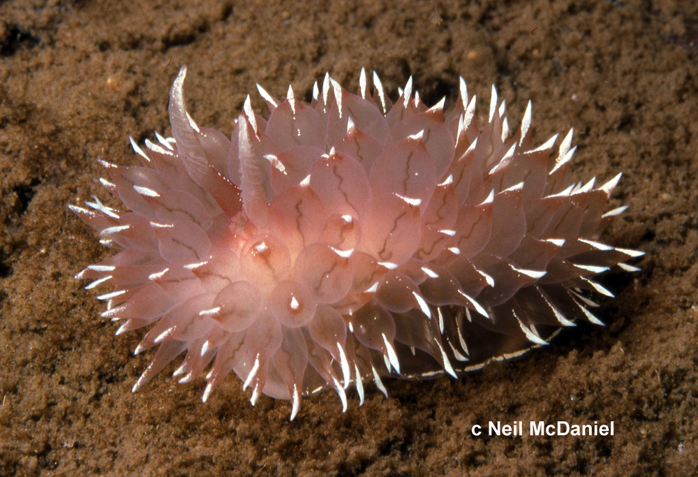 Frosty-tipped Nudibranch