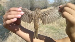 Emberiza bruniceps