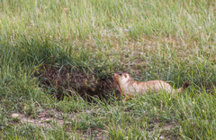 Marmota sibirica