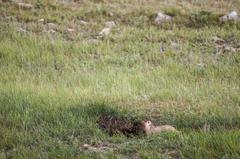Marmota sibirica