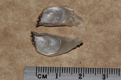 Isognomon
