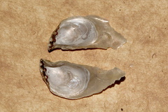 Isognomon
