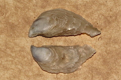 Isognomon