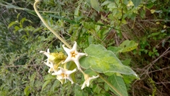 Philibertia latiflora