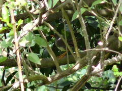 Catharus aurantiirostris