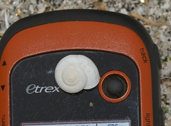 Sonorelix harperi