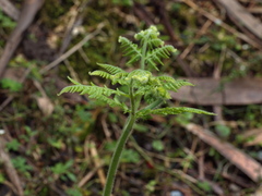 Hypolepis glandulifera