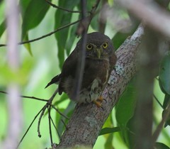 Glaucidium hardyi