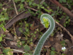 Hypolepis glandulifera