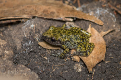 Eleutherodactylus verrucipes