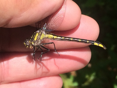Phanogomphus quadricolor