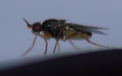 Elachiptera tuberculifera
