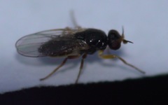 Elachiptera tuberculifera