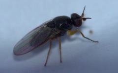 Elachiptera tuberculifera
