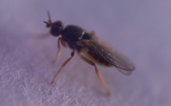 Elachiptera tuberculifera