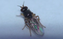 Elachiptera tuberculifera