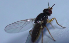 Elachiptera tuberculifera
