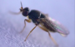 Elachiptera tuberculifera