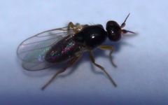 Elachiptera tuberculifera