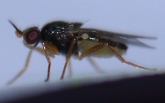 Elachiptera tuberculifera