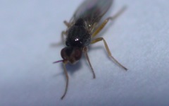 Elachiptera tuberculifera