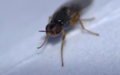 Elachiptera tuberculifera