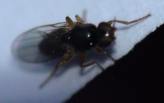 Elachiptera tuberculifera