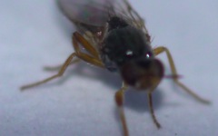 Elachiptera tuberculifera