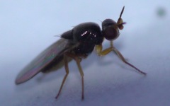 Elachiptera tuberculifera