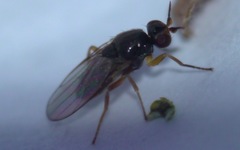 Elachiptera tuberculifera