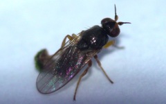 Elachiptera tuberculifera