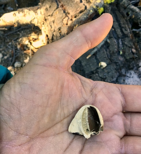 iNaturalist observation photo of Veiled Polypore