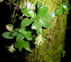 Eurystyles actinosophila