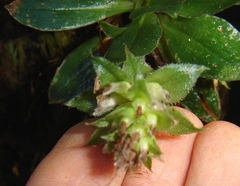 Eurystyles actinosophila