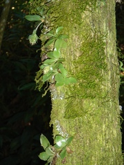 Eurystyles actinosophila