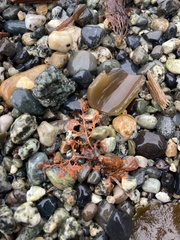 Microcladia coulteri