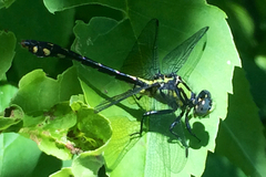 Ophiogomphus howei
