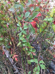 Phyllosticta parthenocissi