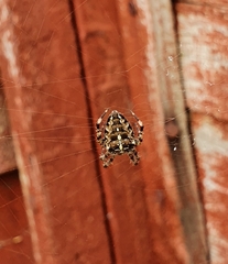 Araneus diadematus