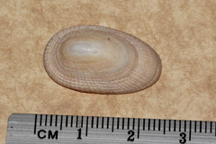 Tugali parmophoidea