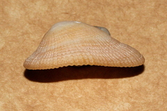 Tugali parmophoidea