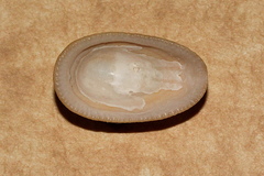 Tugali parmophoidea