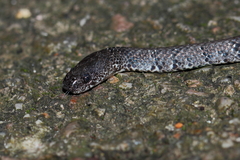 Pareas margaritophorus