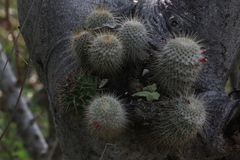 Mammillaria dixanthocentron