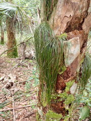 Vittaria lineata image