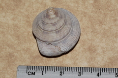 Astele speciosa