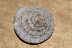 Astele speciosa