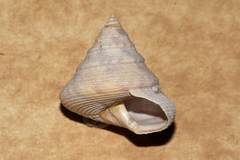 Astele speciosa