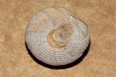Astele speciosa