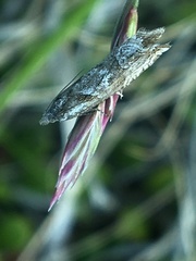 Ancylis unguicella